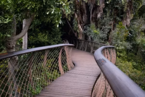 Kirstenbosch Botanical Gardens