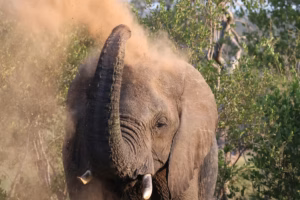 Hoedspruit Elephant