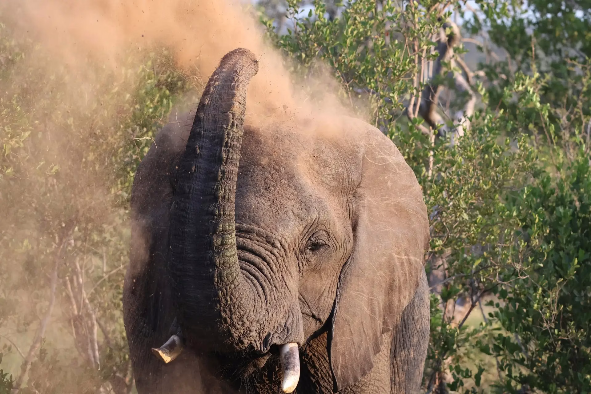 Hoedspruit Elephant