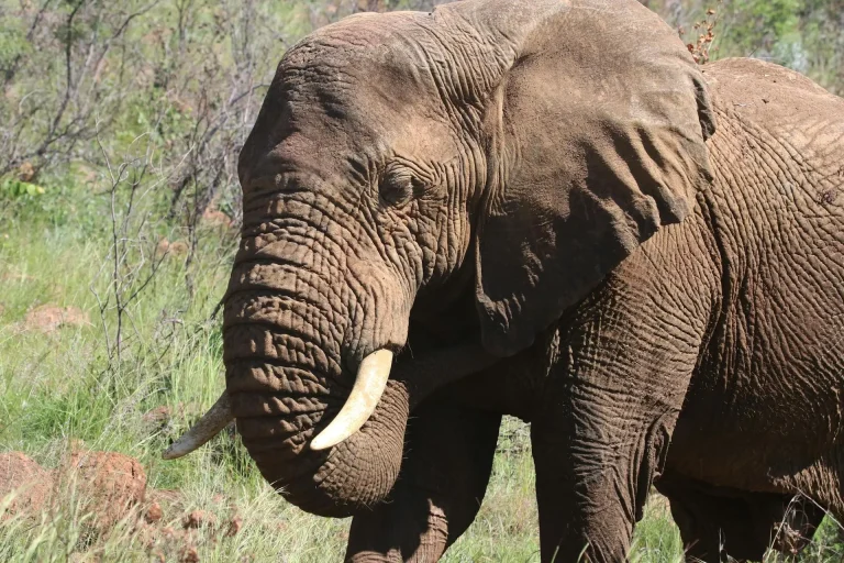 Knysna National Elephant Park