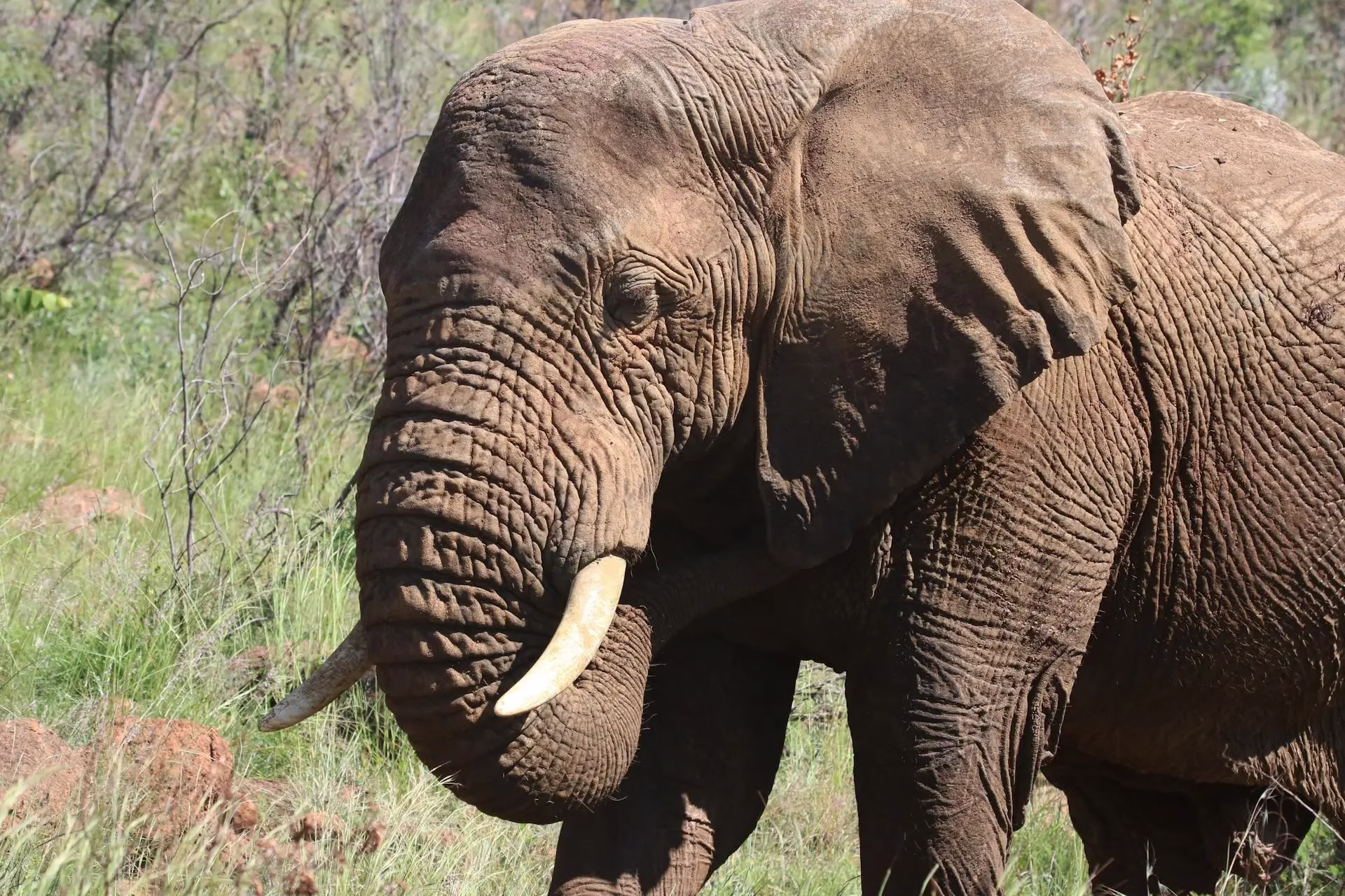 Knysna National Elephant Park